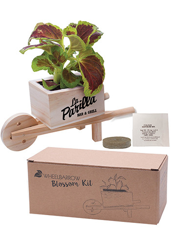 Wholesale Forget Me Not Wooden Cube Blossom Kits