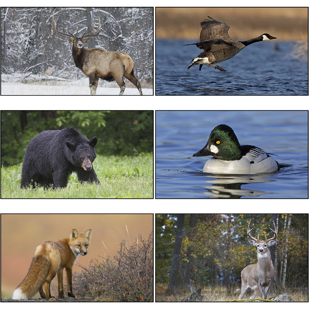 Custom Wildlife Photography Wall Calendars X11507 DiscountMugs